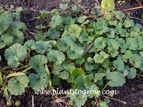 Creeping Charlie (Glechoma hederacea)